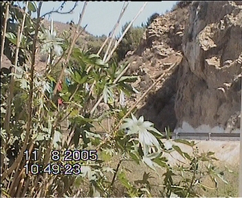 katchfo dak tri9 hdak ta3 algeri